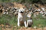 AKITA INU 392
